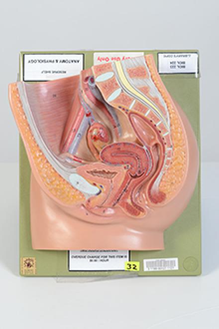 Female pelvis model