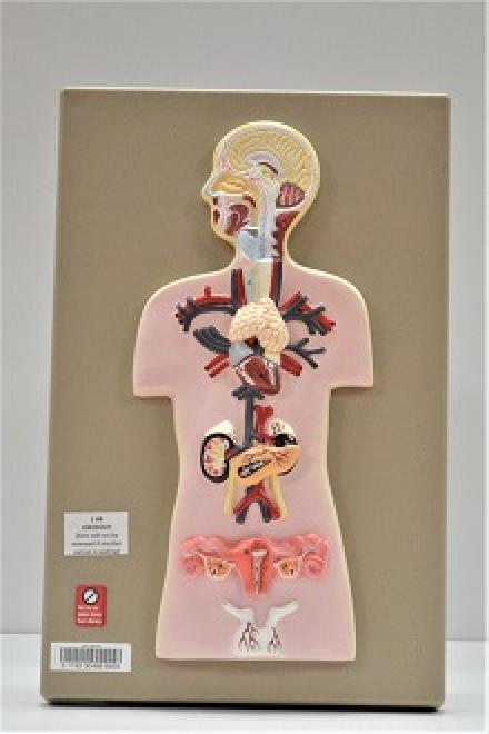 Endocrine glands