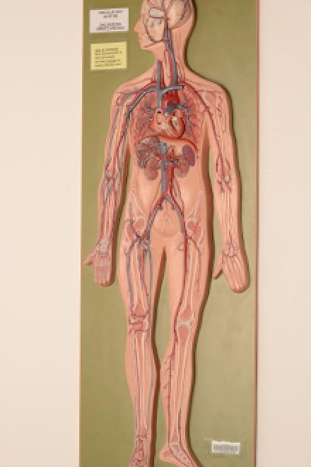 circulatory-system-model