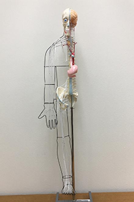 Full-figure nervous system model