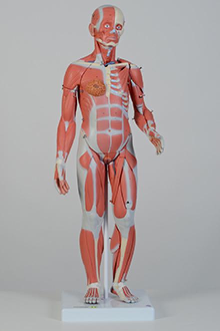 full size muscle model