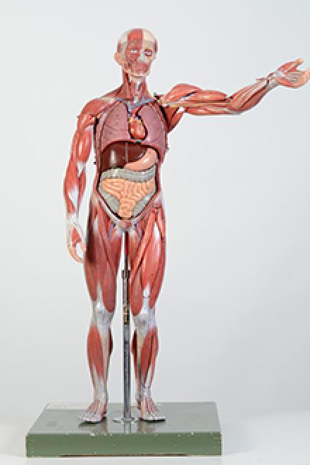 full size muscle model