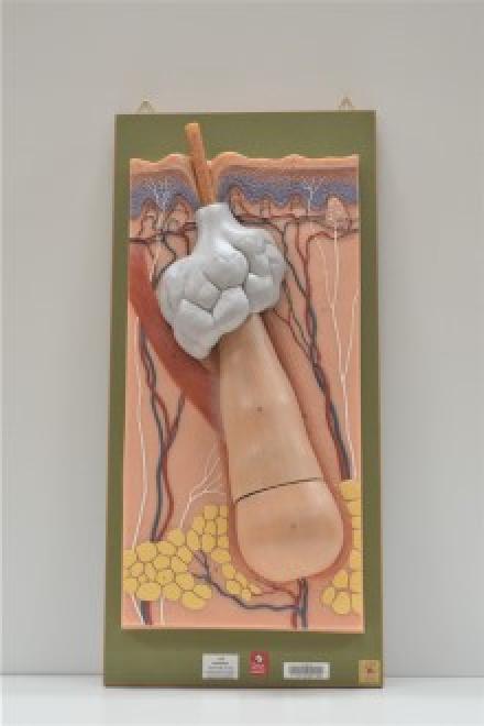 Model of Hair