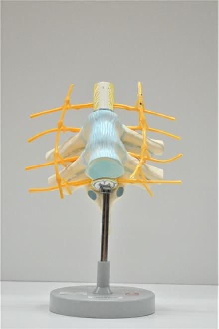 Human vertebrae spinal cord dissection