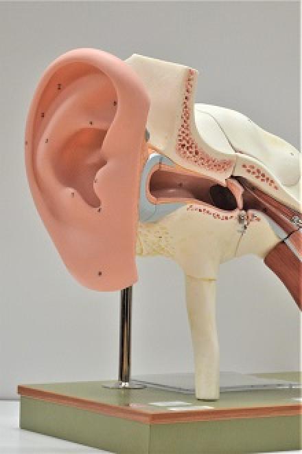 Ear Model