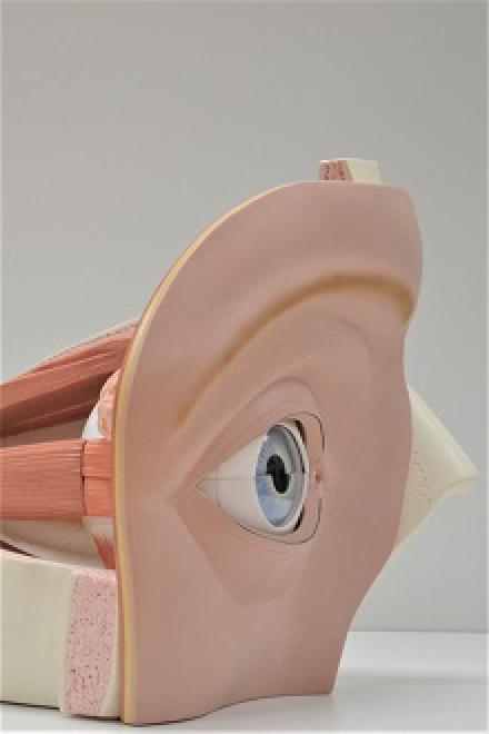 Eye model