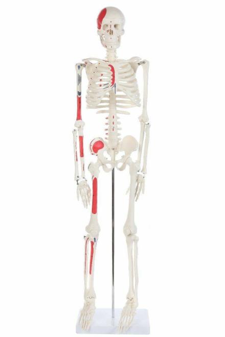 Picture of mini skeleton model