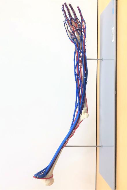 Picture of a vascular arm model